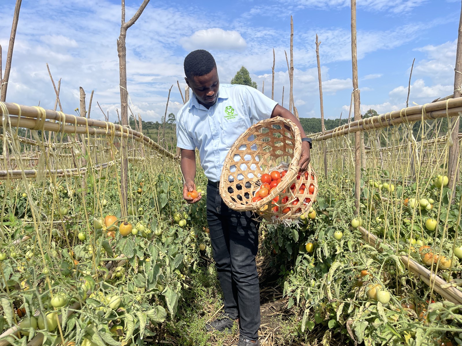 Farmer harvesting tomatoes in Western Uganda
