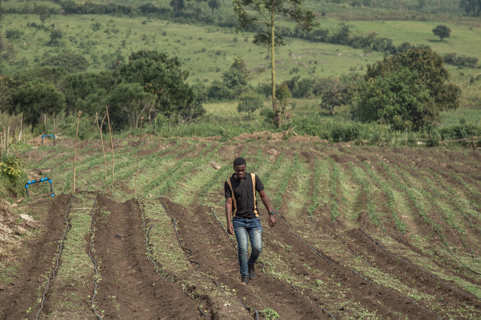 Farmer walking through cultivated fields in Western Uganda