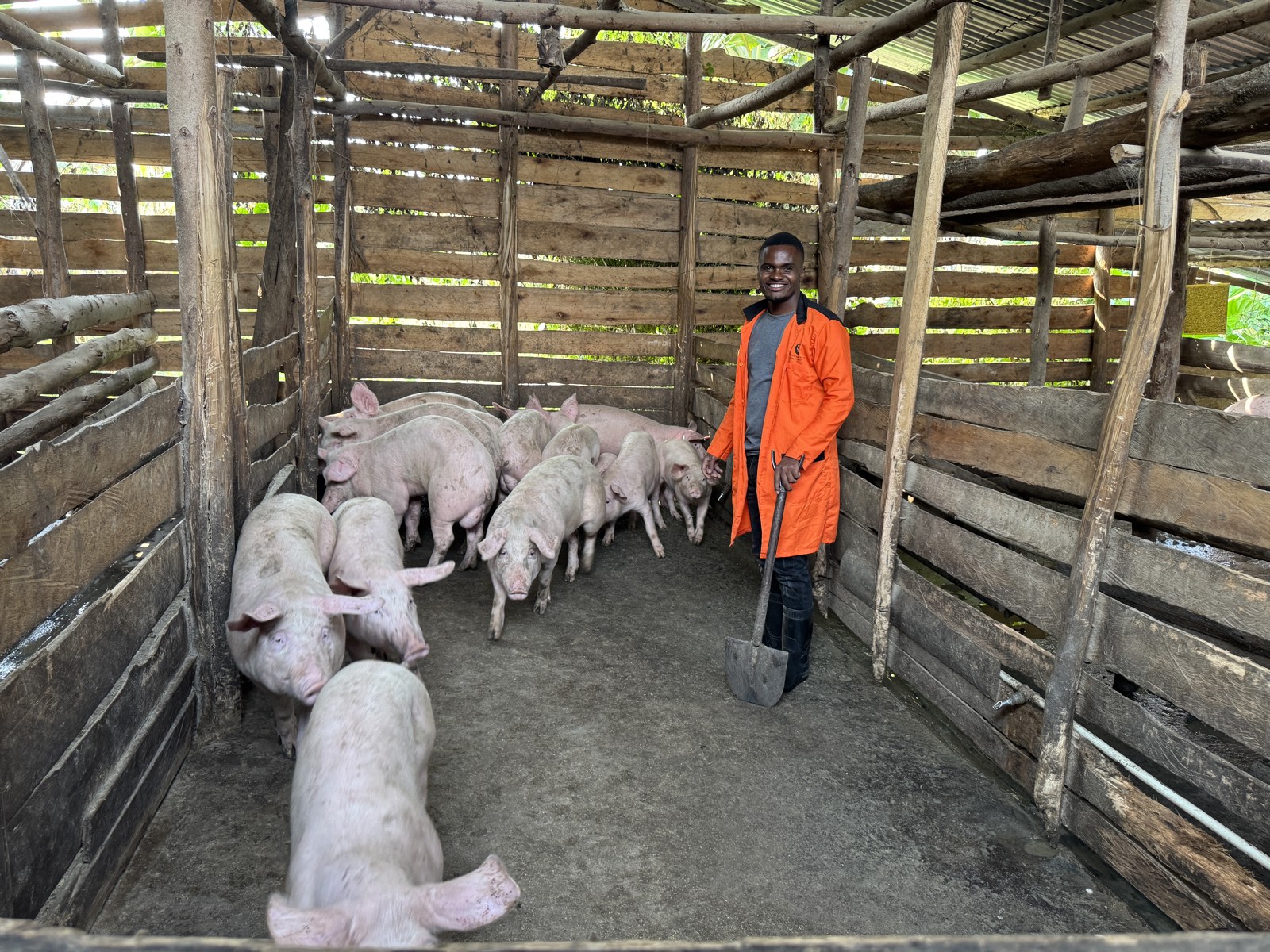 Piglets in a SIL Farms piggery