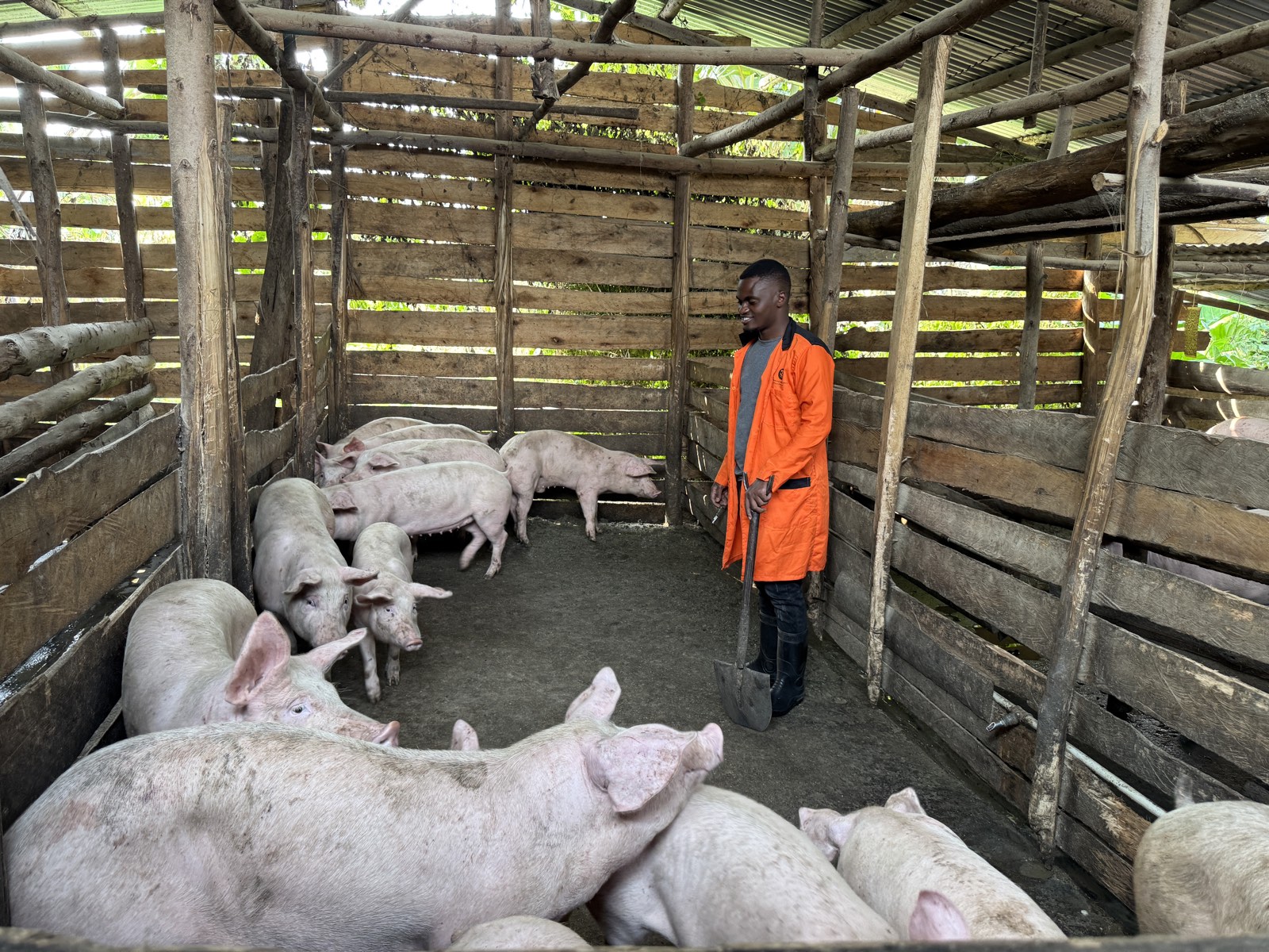 SIL Farms team member caring for pigs